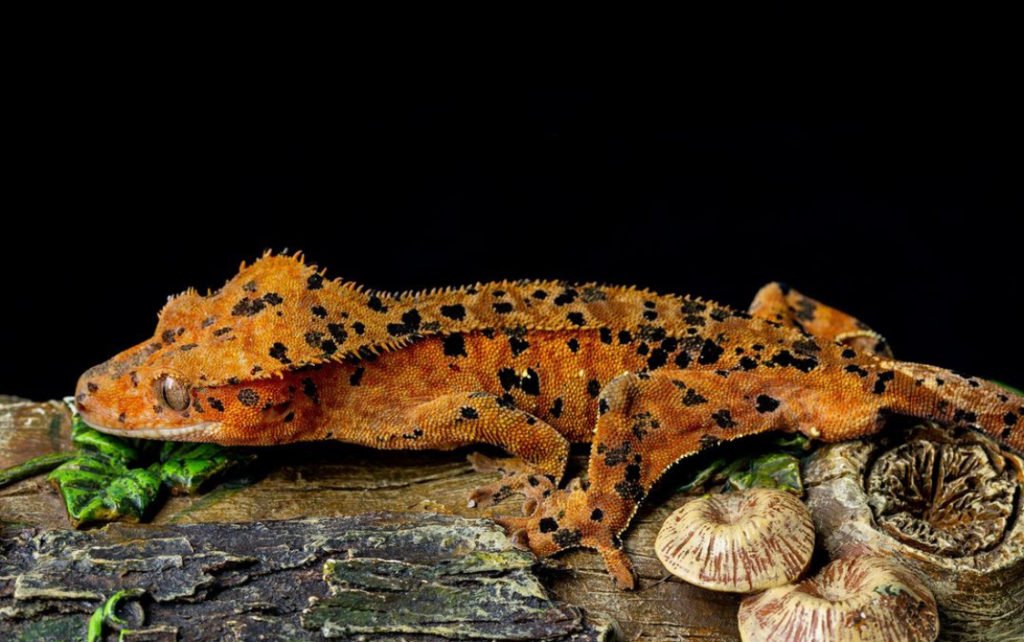 Crested geckos