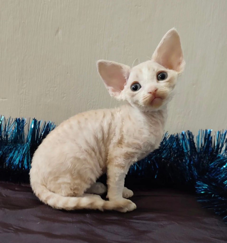 Devon Rex cat