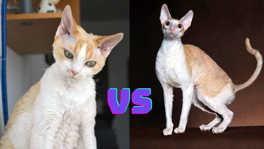 Devon Rex vs Cornish Rex