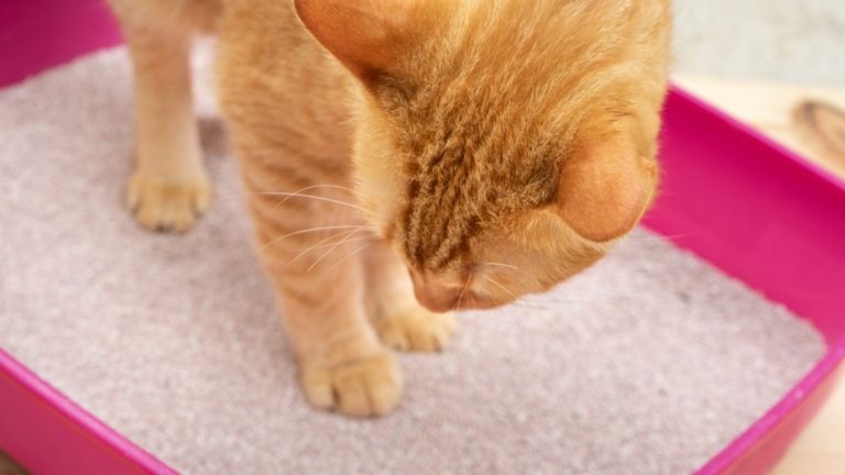 Does Cat Litter Expire? The Untold Impact on Your Cat’s Happiness