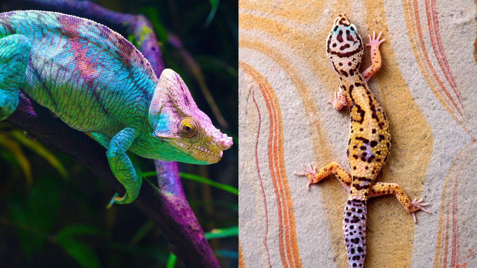 Geckos vs Chameleons