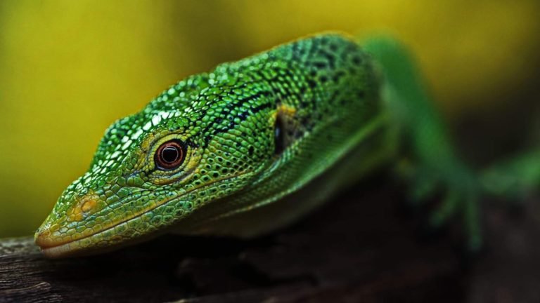 Green Tree Monitor: A Fascinating and Exotic Species