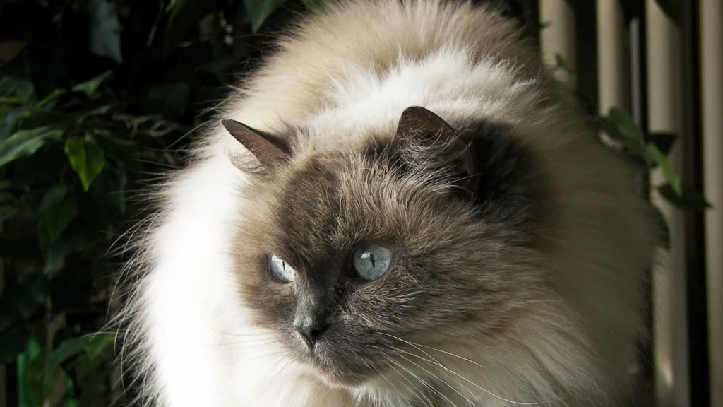 Himalayan Ragdoll Cat