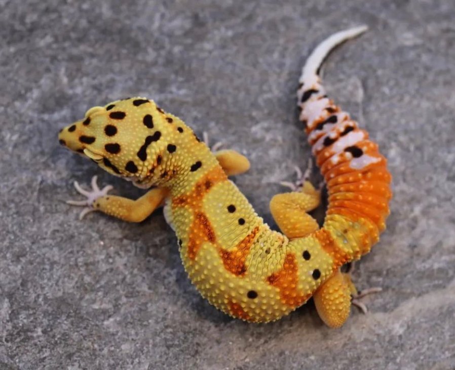 Leopard gecko care