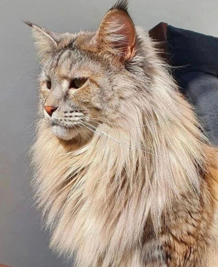 Maine Coon cat