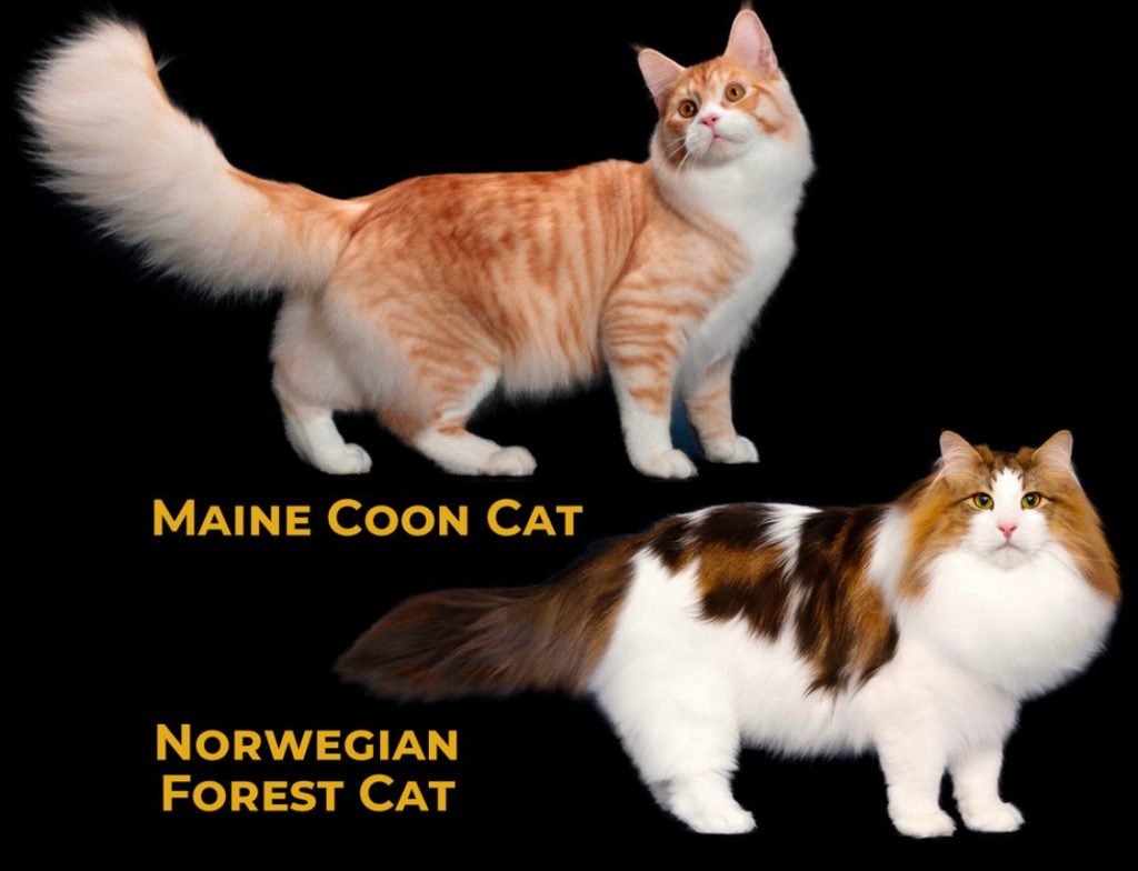 Norwegian Forest Cat Mix b