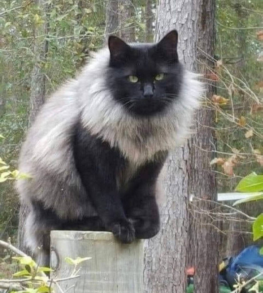 Norwegian Forest cat