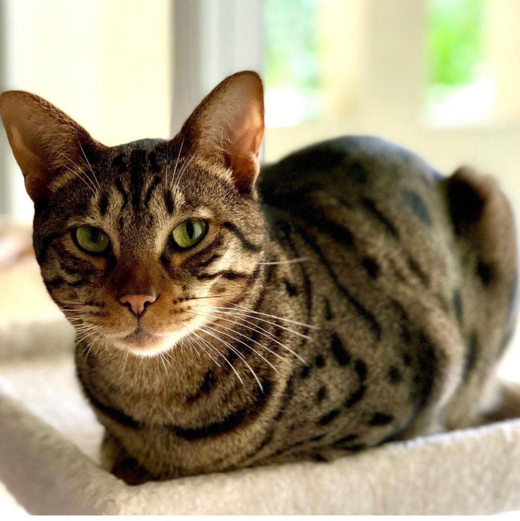 Ocicat