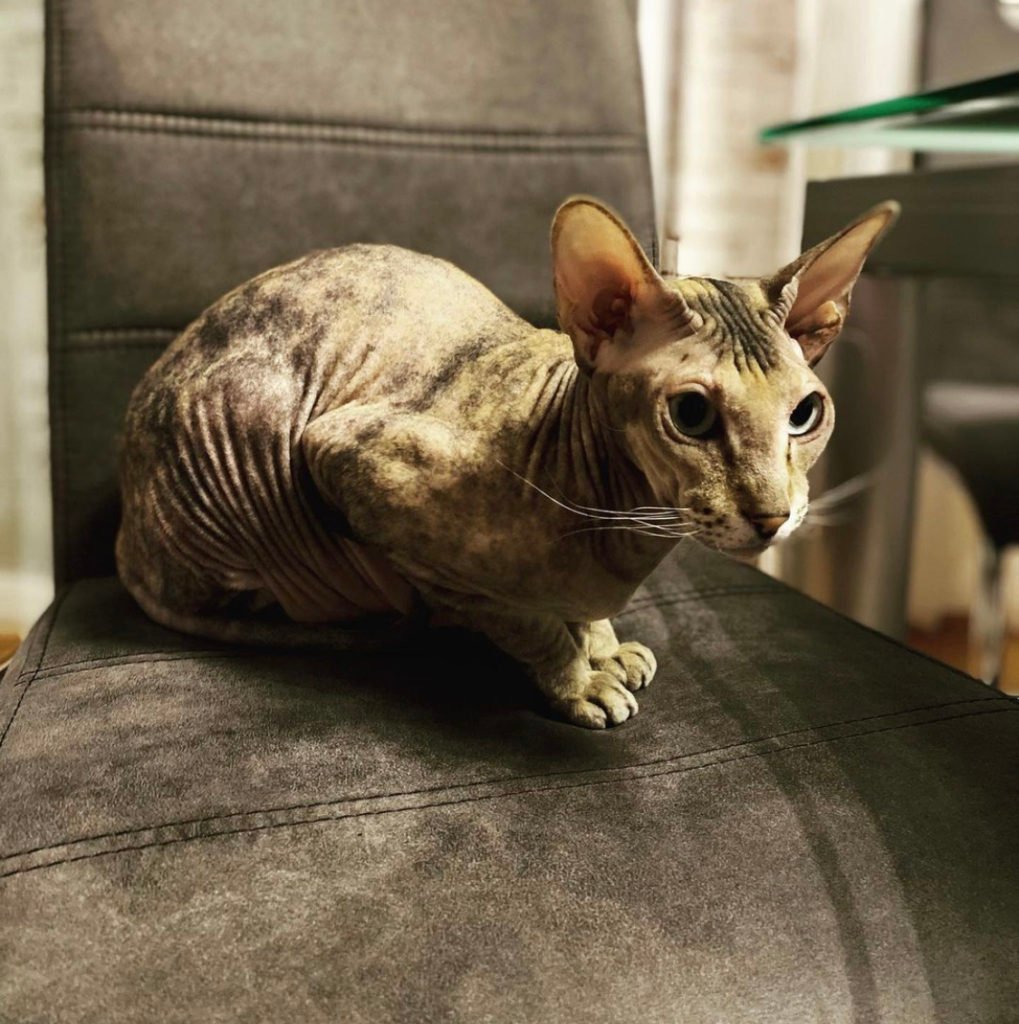 Peterbald cat