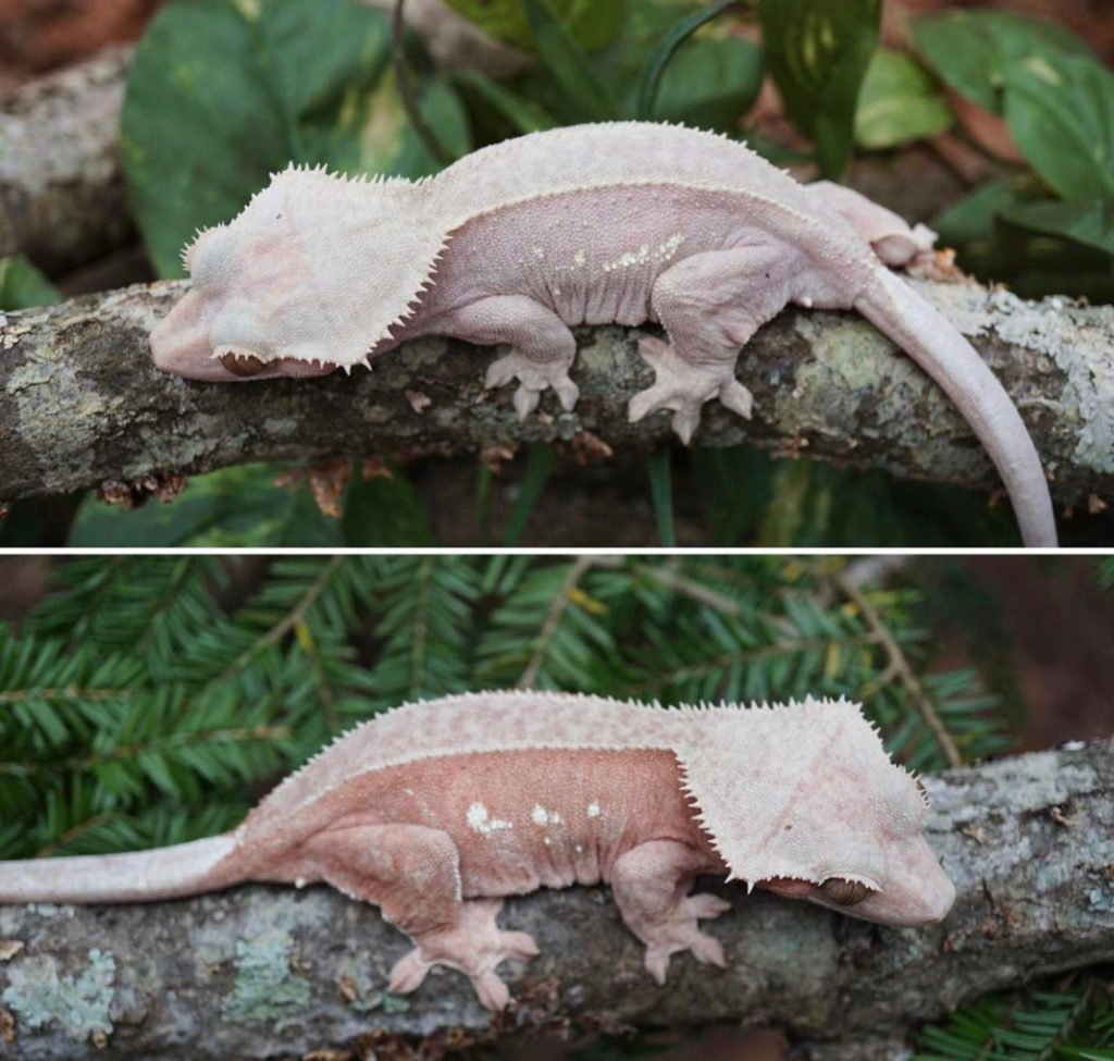 Pink Crested Dragon habitat