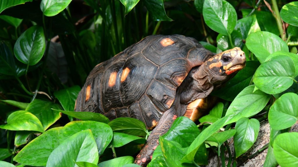 Red Footed Tortoise