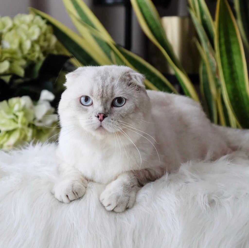 Scottish Fold cat