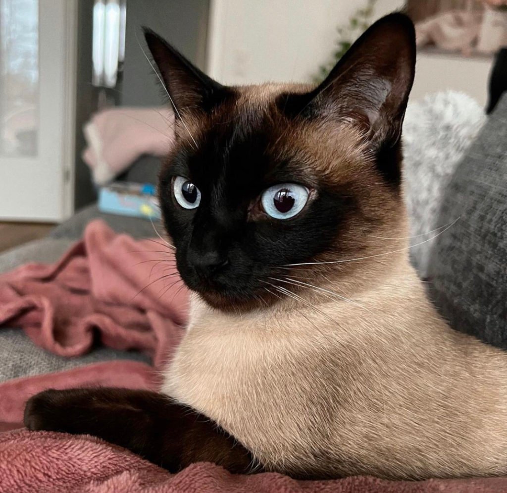 Siamese (Cat Breeds That Don’t Shed)