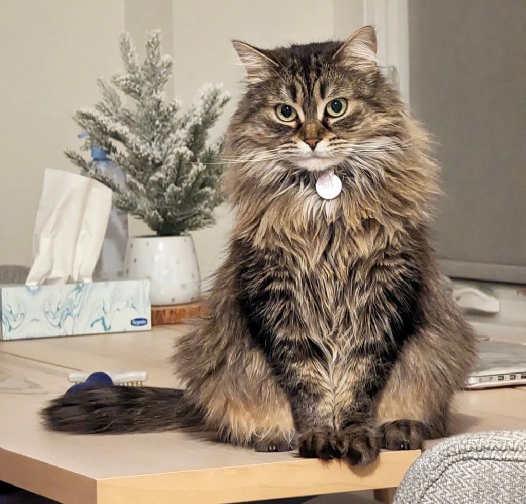 Siberian (Cat Breeds That Don’t Shed)