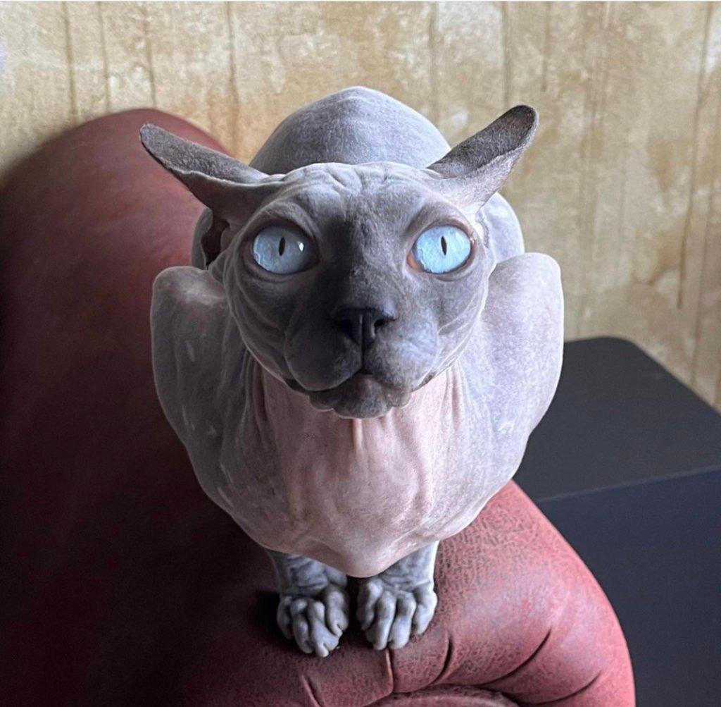 Sphynx (Cat Breeds That Don’t Shed)