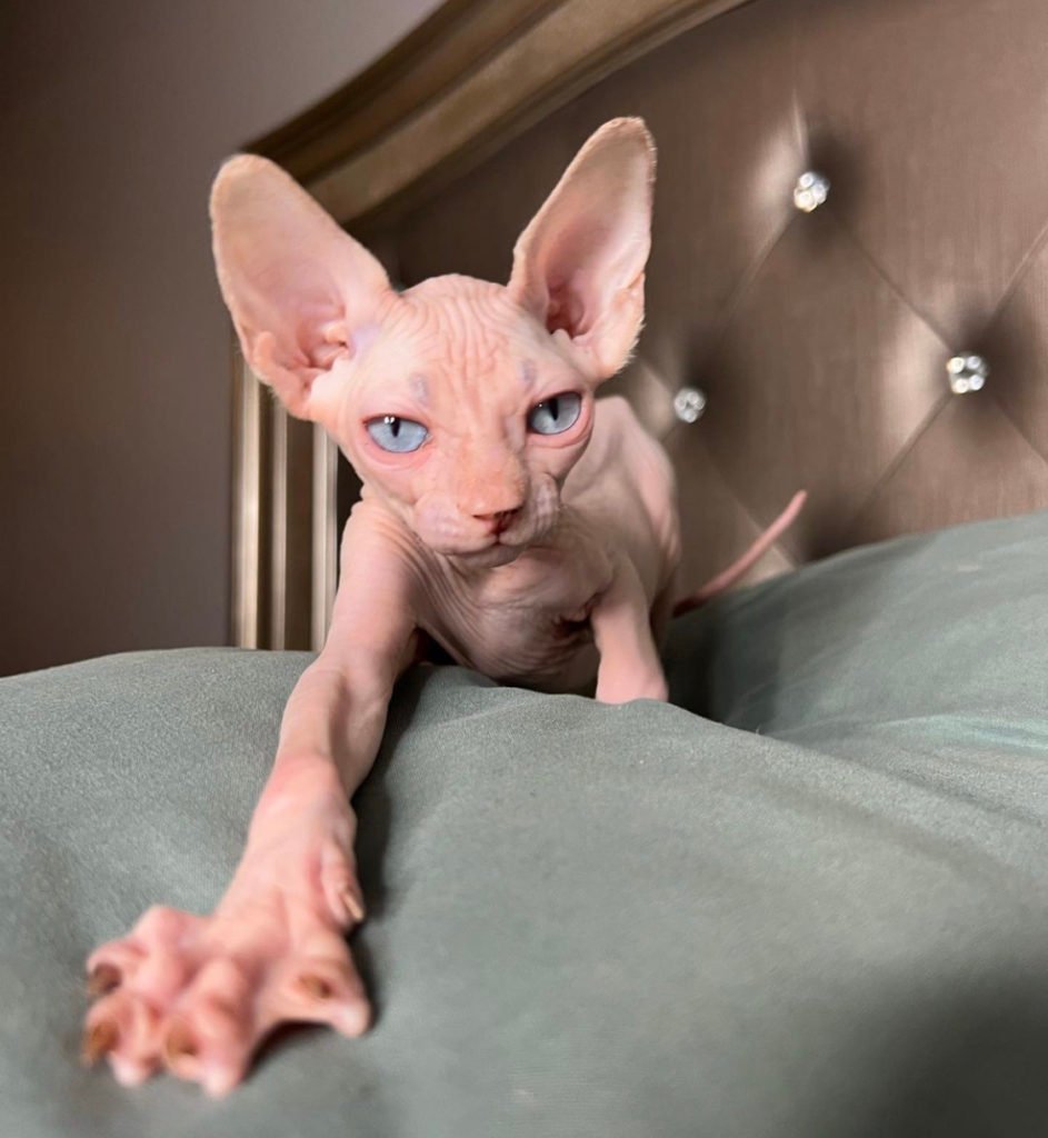 Sphynx cat (unique cat breeds)