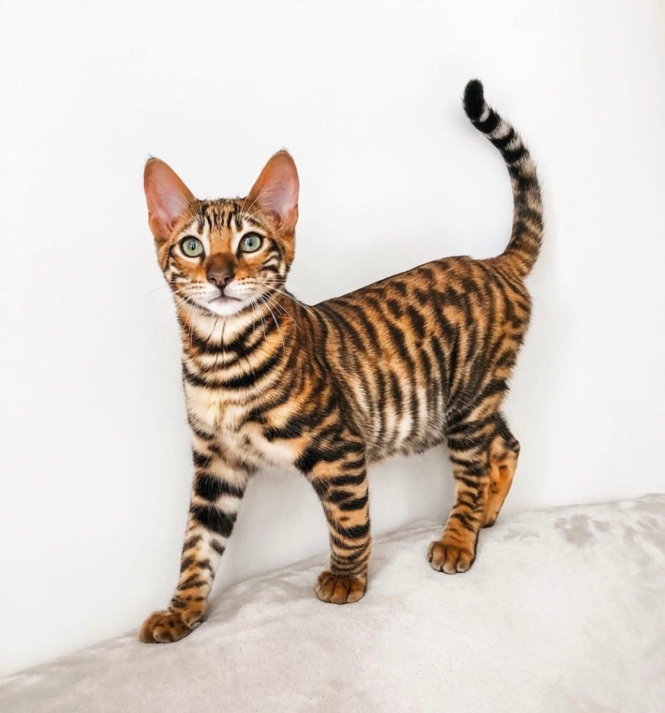 Toyger cat (unique cat breeds)