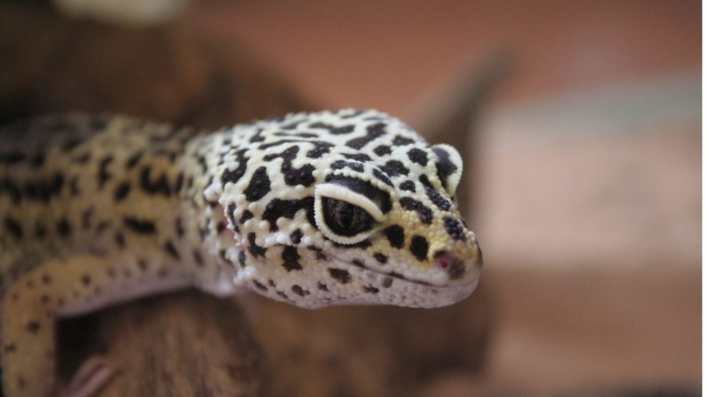 Viper Gecko