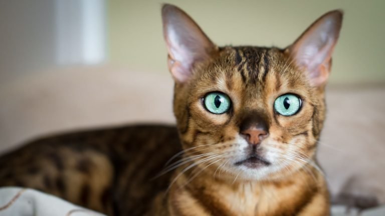 Bengal Cat Hypoallergenic: Embrace Feline Love Without Allergie