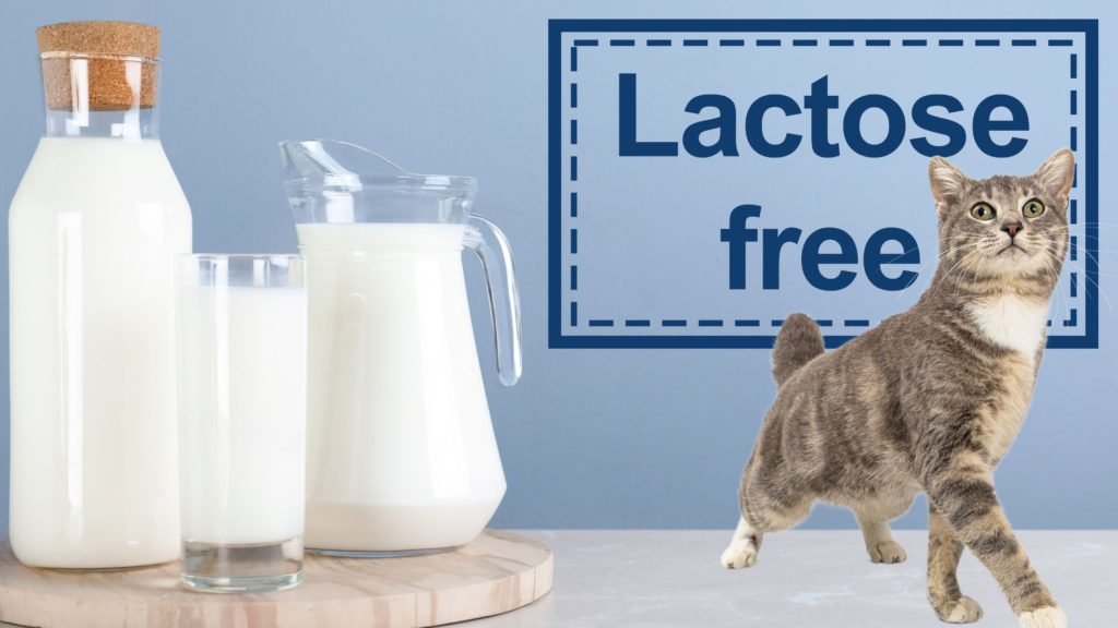 can cats drink lactose free milk 2