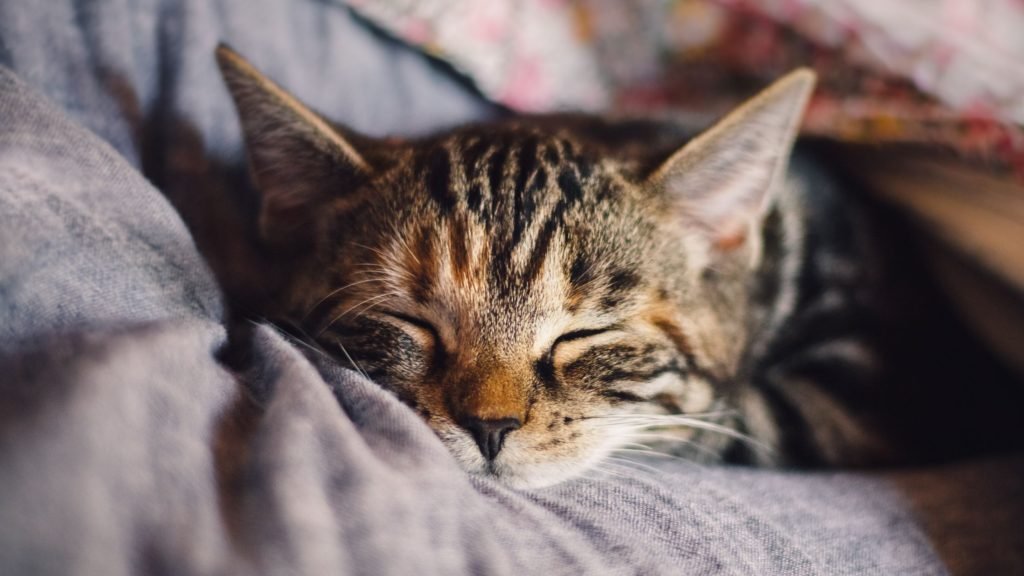 can cats eat chicken bones