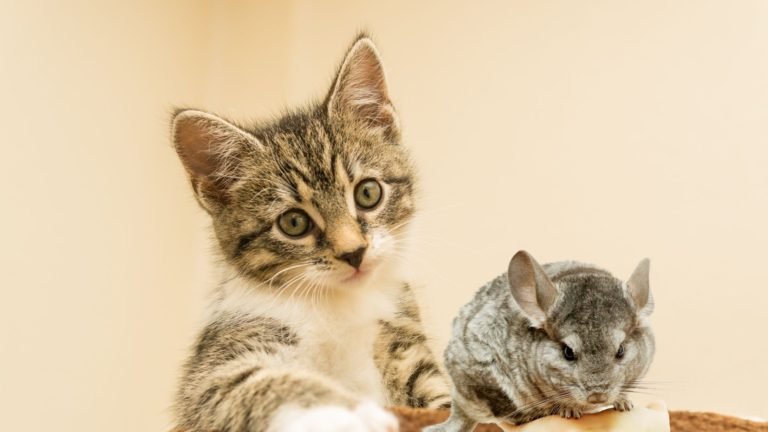 Chinchilla with Cats: Crafting Furry Friendships