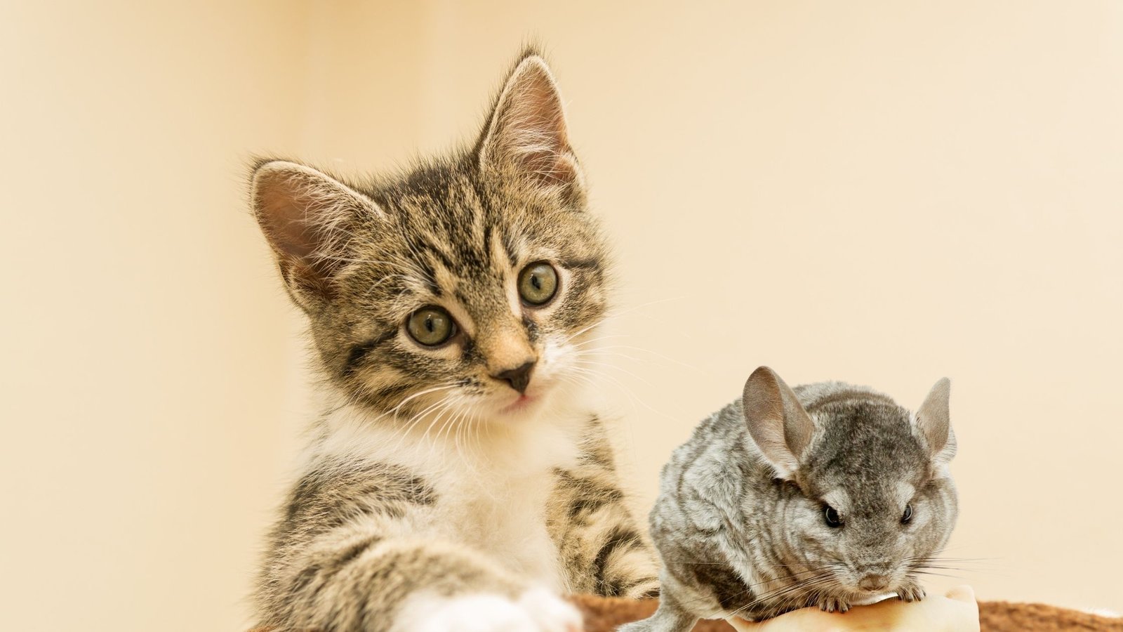 chinchilla with cats