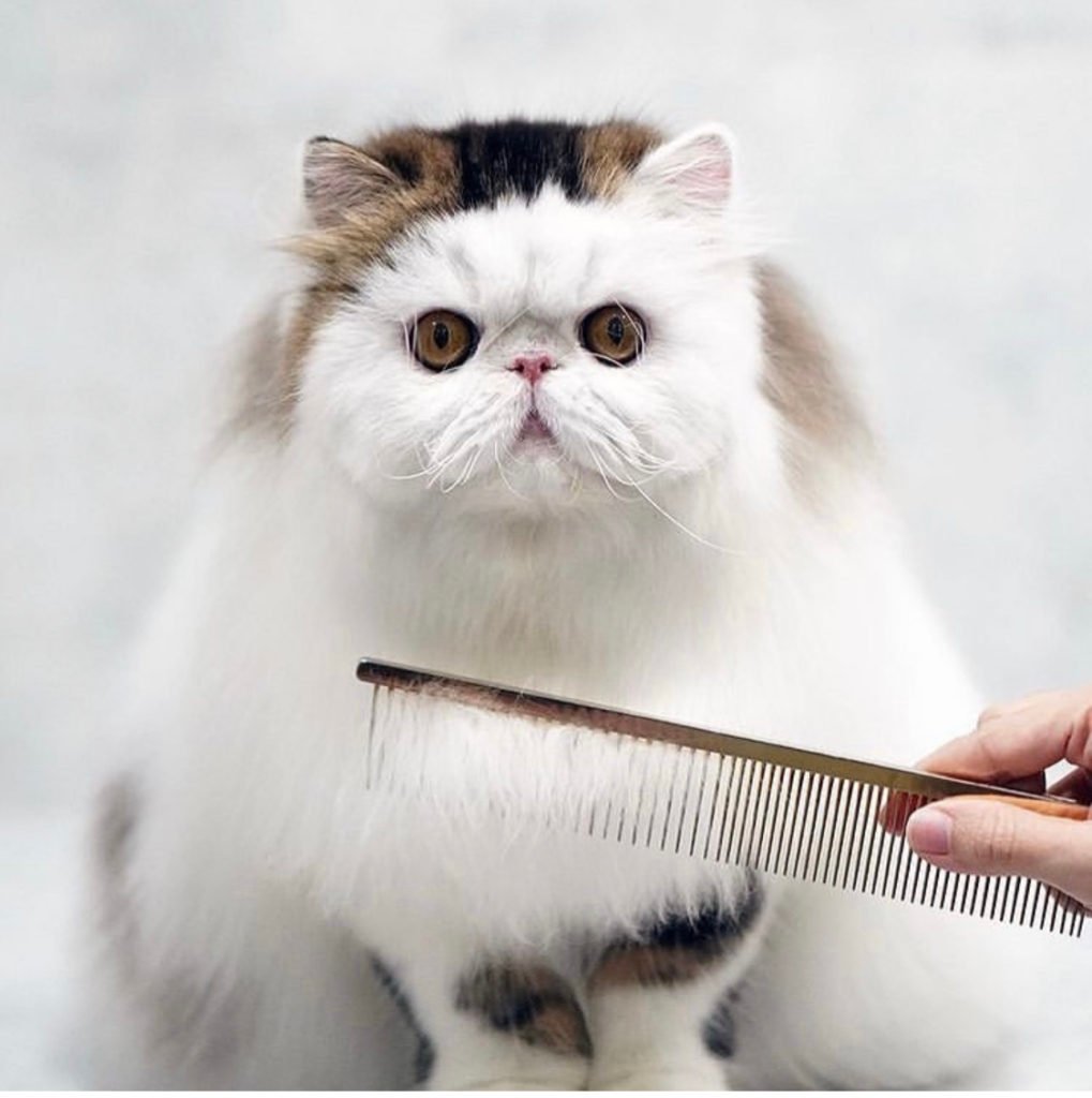 how to groom a cat 1