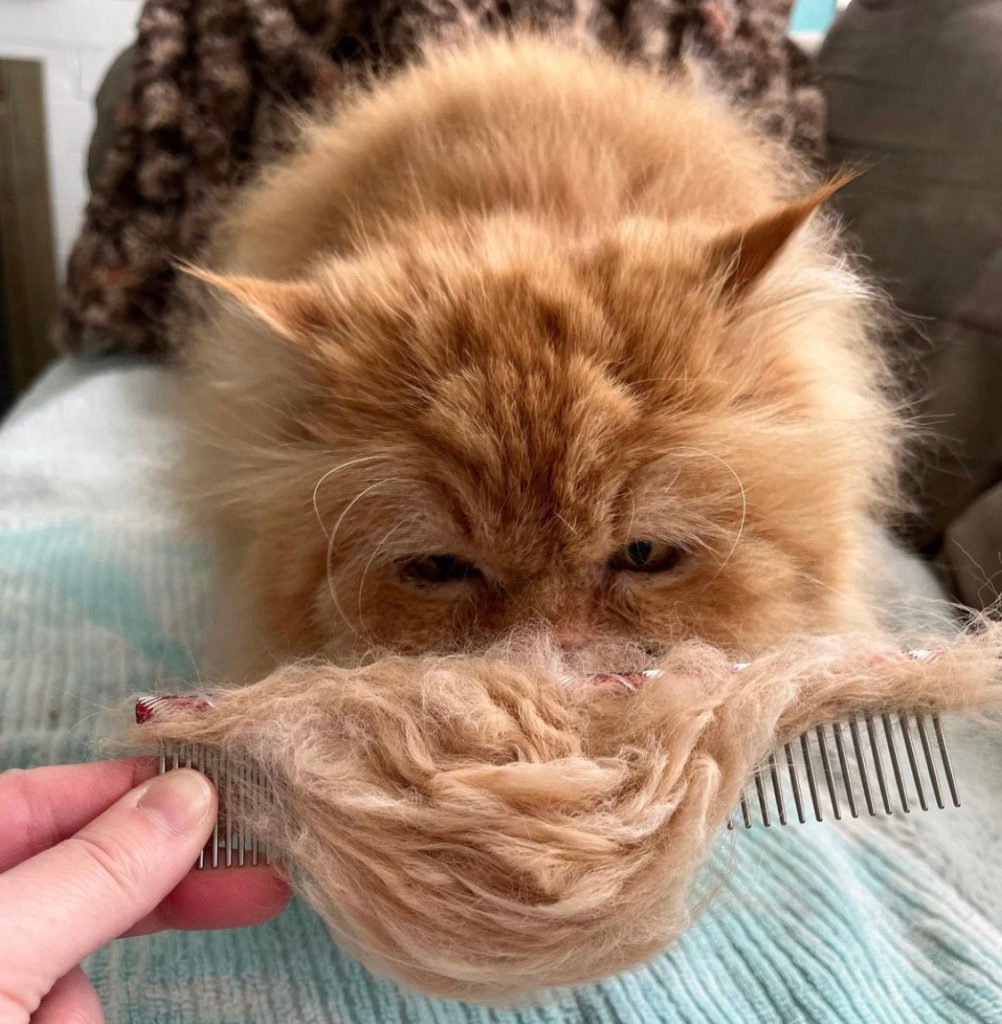 how to groom a cat