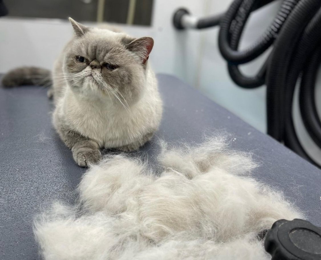 Clawsome Techniques on How to Groom a Cat