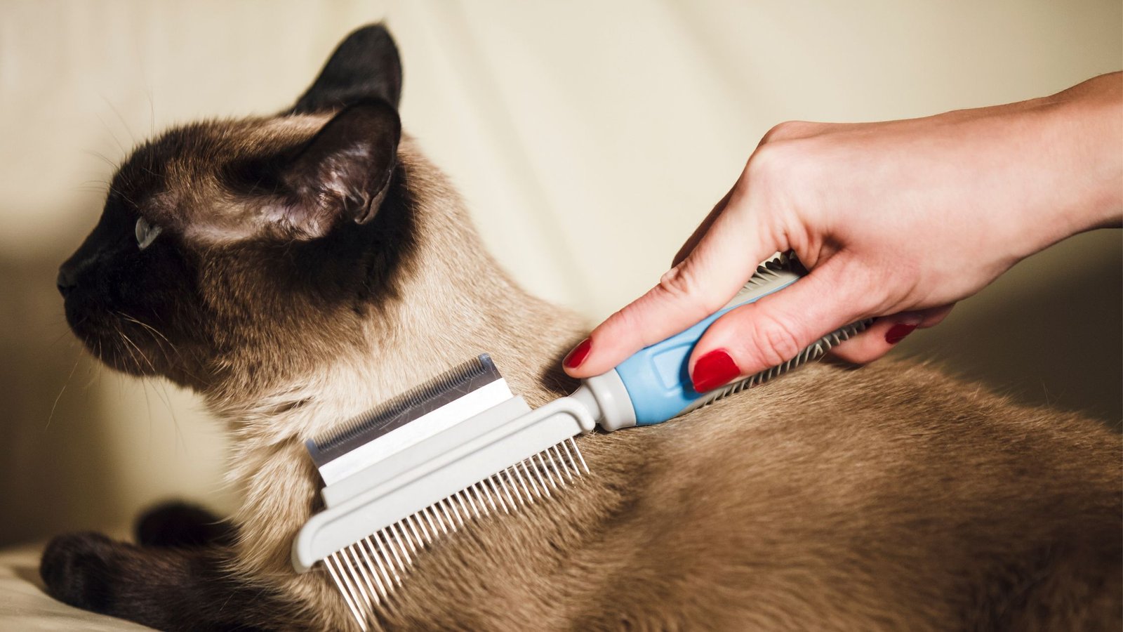 Clawsome Techniques on How to Groom a Cat