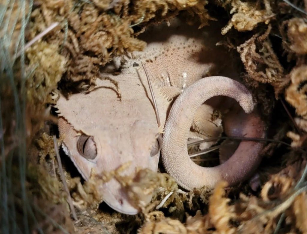 Pink Crested Dragon baby