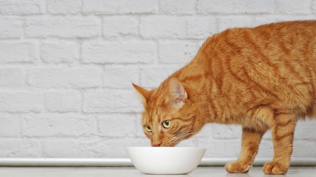 is wet food bad for cats teeth review