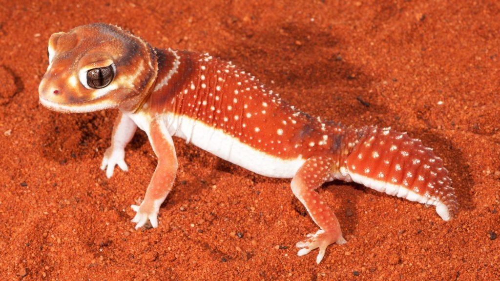 knob tail gecko