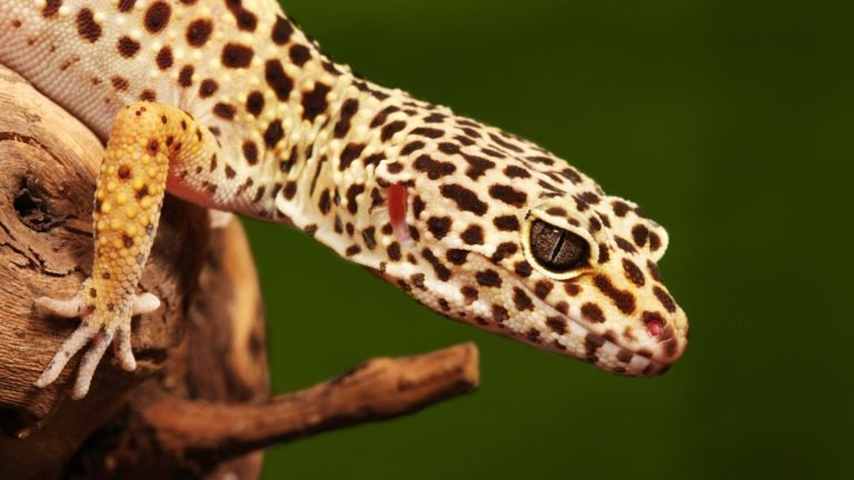 Do leopard geckos like to be pets?