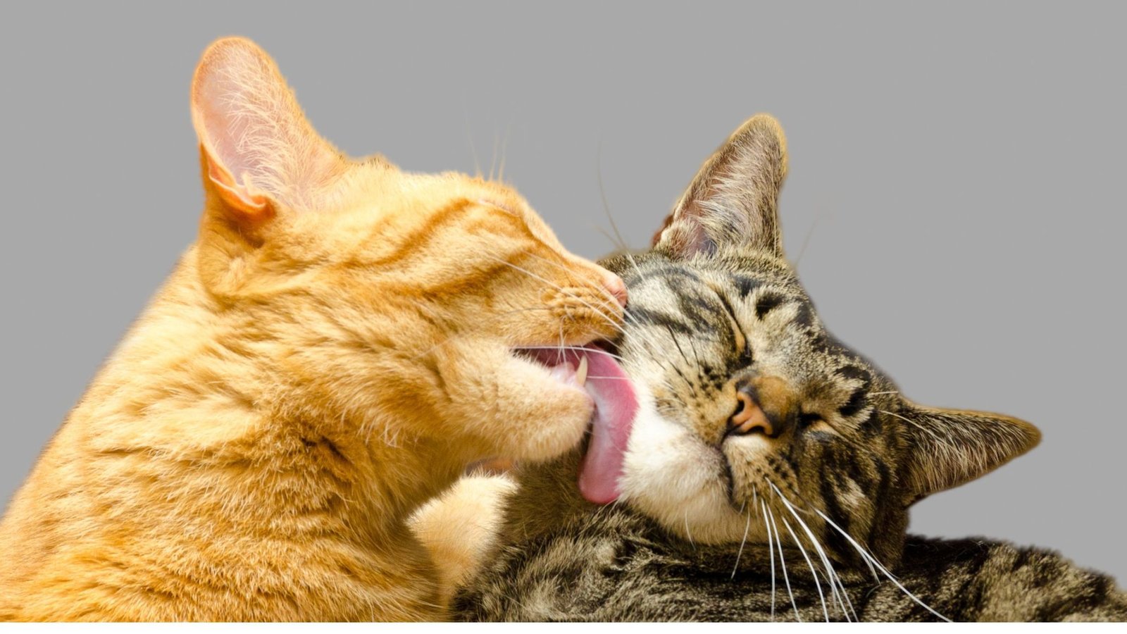All You Need To Know Male Cats vs Female Cats Pros and Cons