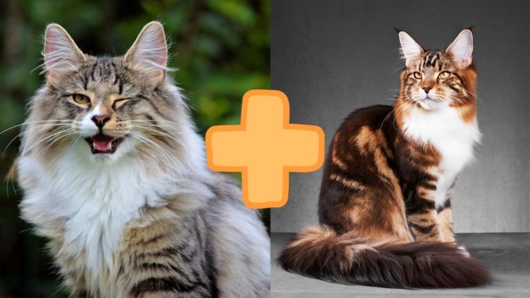 Norwegian Forest Cat Mix: A Feline Wonderland Awaits You