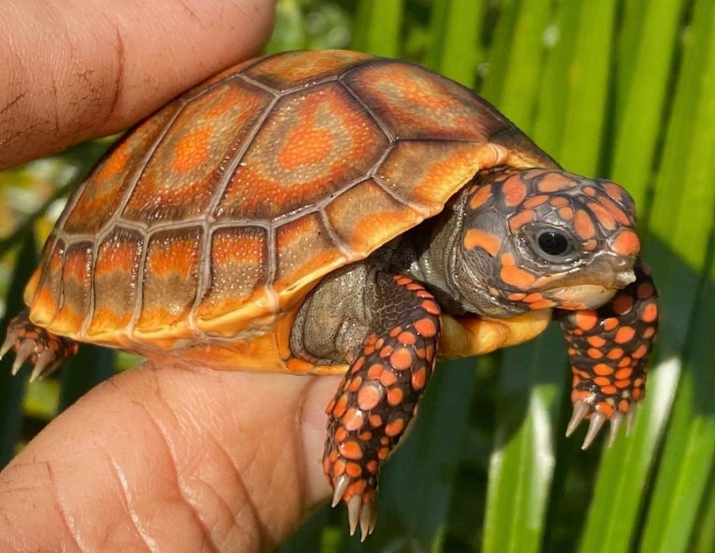 red footed tortoise diet