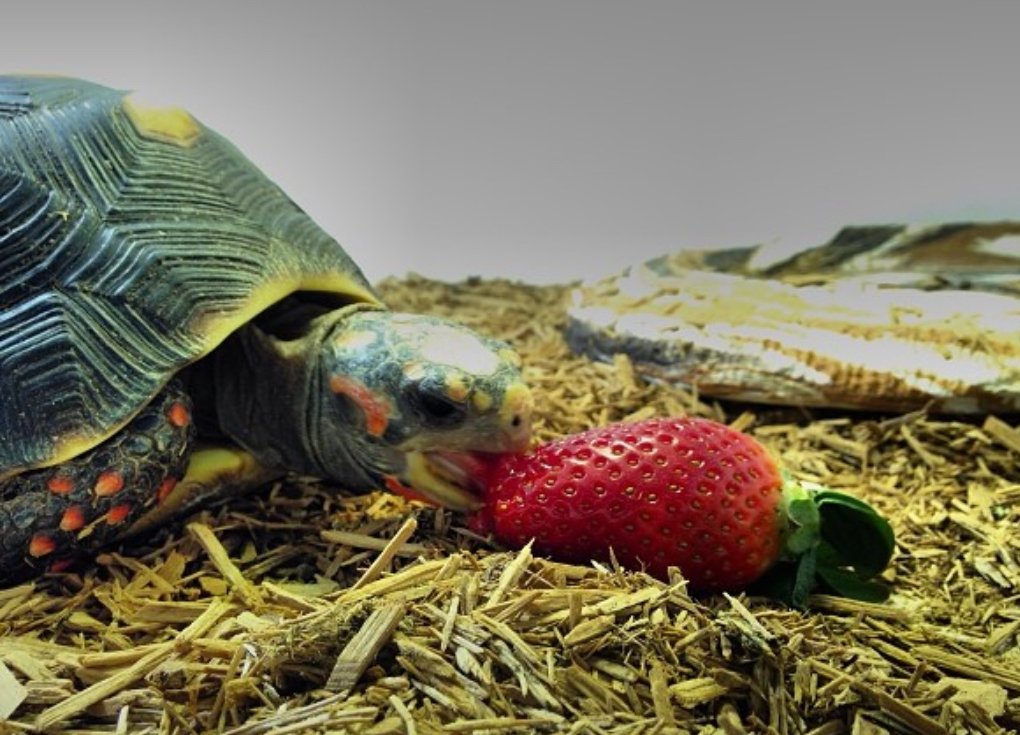 red footed tortoise habitat