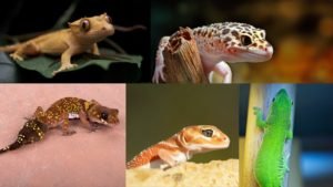 types of geckos