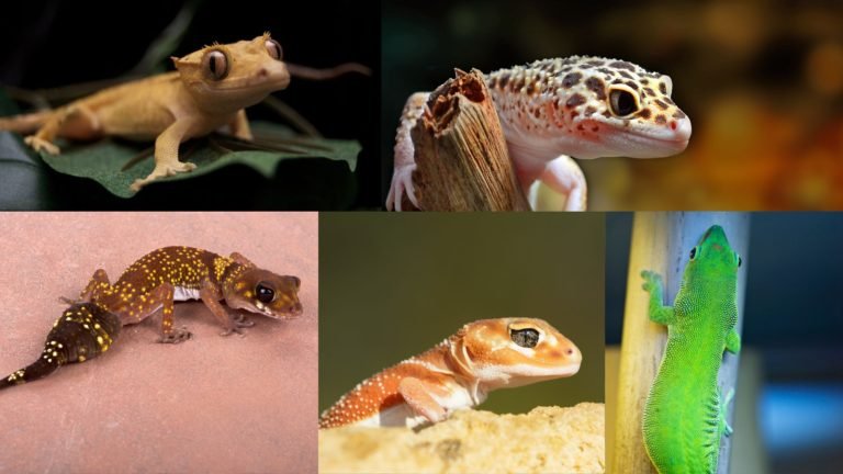 Why These Five Types of Geckos Are the Best pets?