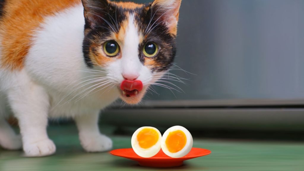 Are Eggs Good for Cats