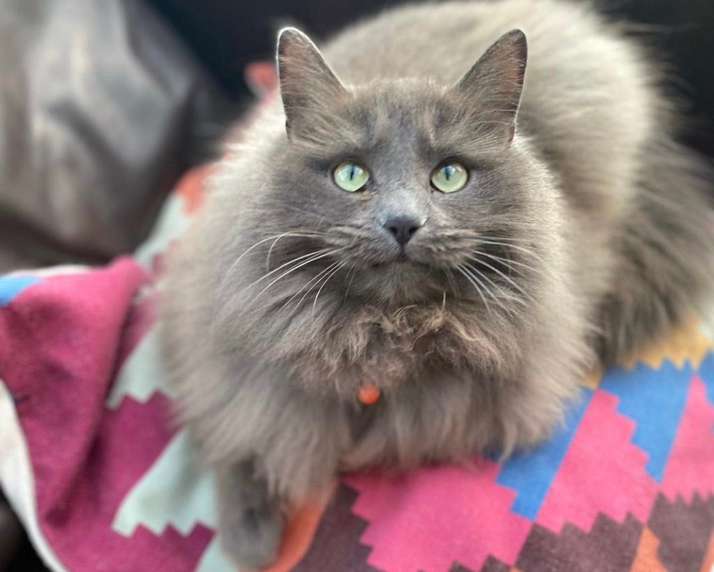 Are Nebelung Cats Aggressive a