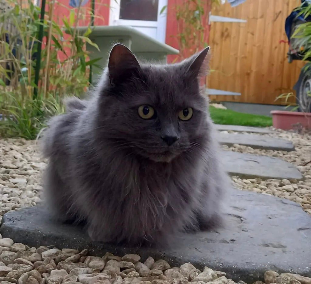 Are Nebelung Cats Aggressive b