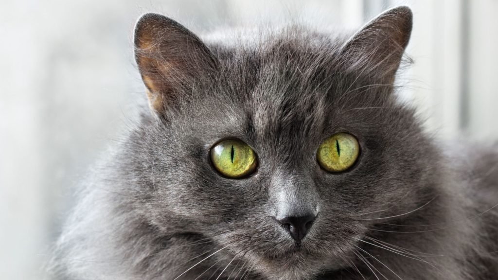 Are Nebelung cats aggressive