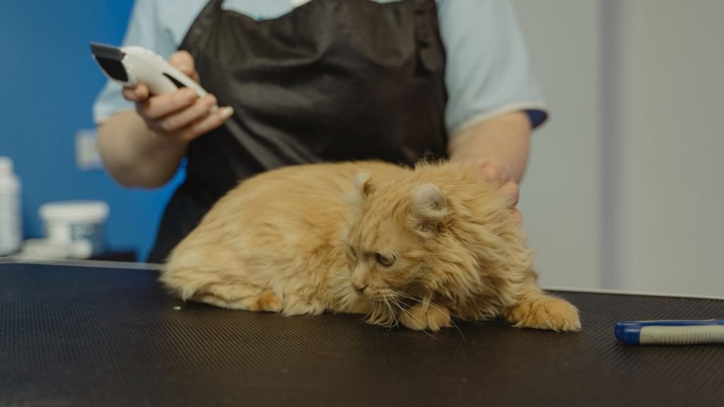 Becoming a Cat Groomer