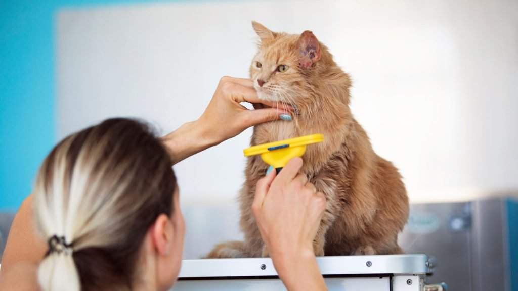 Becoming a Cat Groomer s