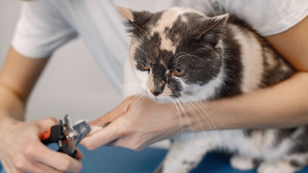 Becoming a Cat Groomer v