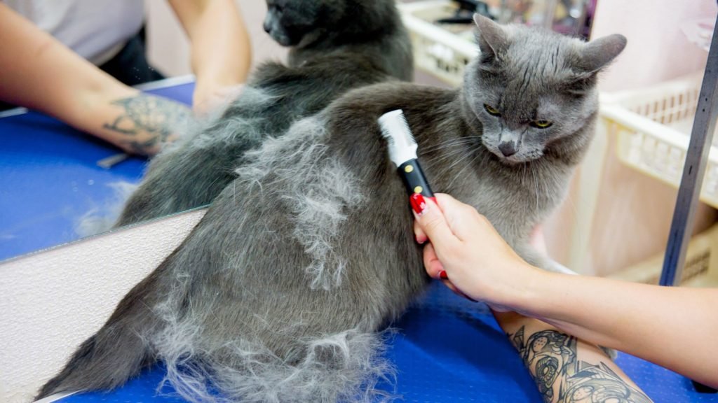 Becoming a Cat Groomer y