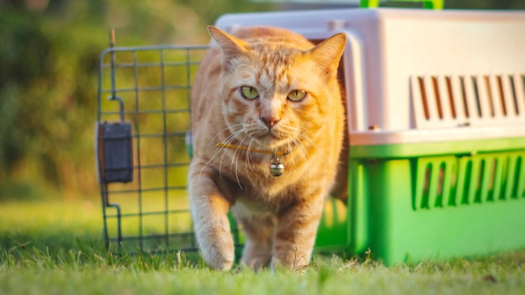 Cage Training a Cat a